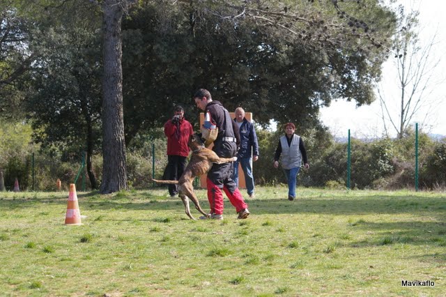 Douchtka De La Vallée De La Tramontane